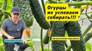 Кормим так огурцы раз в неделю и каждый день собираем урожай!