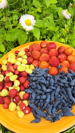 Ягодки - вкусняшки 🍓😍