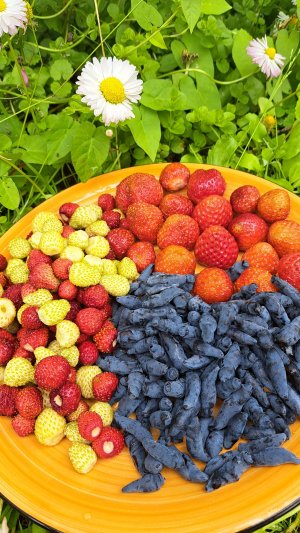 Ягодки - вкусняшки 🍓😍
