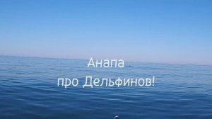 Анапа 28.06.2025 Дельфины