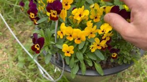 Петуния Миллифлора Пикобелла от кампании Синджента