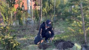 Пересадка растений из контейнера в открытый грунт.