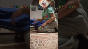 тутор