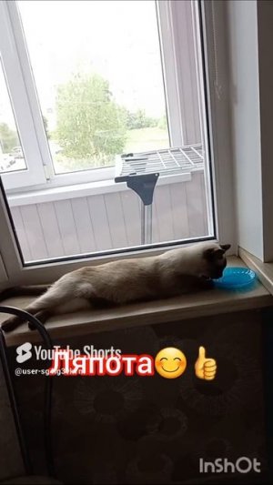 Ляпота😋Кошка🐱Ладушка 28-06-2025 #смешныекоты #прикольные котики #котики #cat's