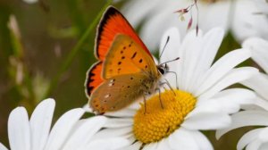 Оригинальное пожелания с добрым утром и хорошего дня 🌼 НОВИНКА