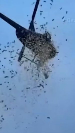 Новости. Только что из вертолёта выбросили доллары. Реакция Василисы.