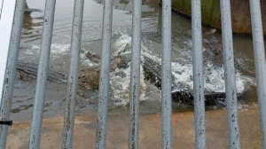 Ад Бэппу с крокодилами