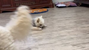 Собака Люция украла корочку хлеба.