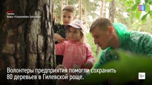 Волонтеры «Газпромнефть-Заполярья» помогли сохранить 80 деревьев в Гилевской роще