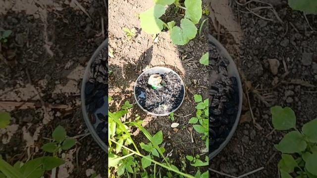 1000000451.mp4Черная калина?!-не может быть!Может!"Сев.Форпост" рассказывает и показывает...Дикоросы