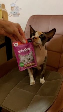 Стеша и вискас