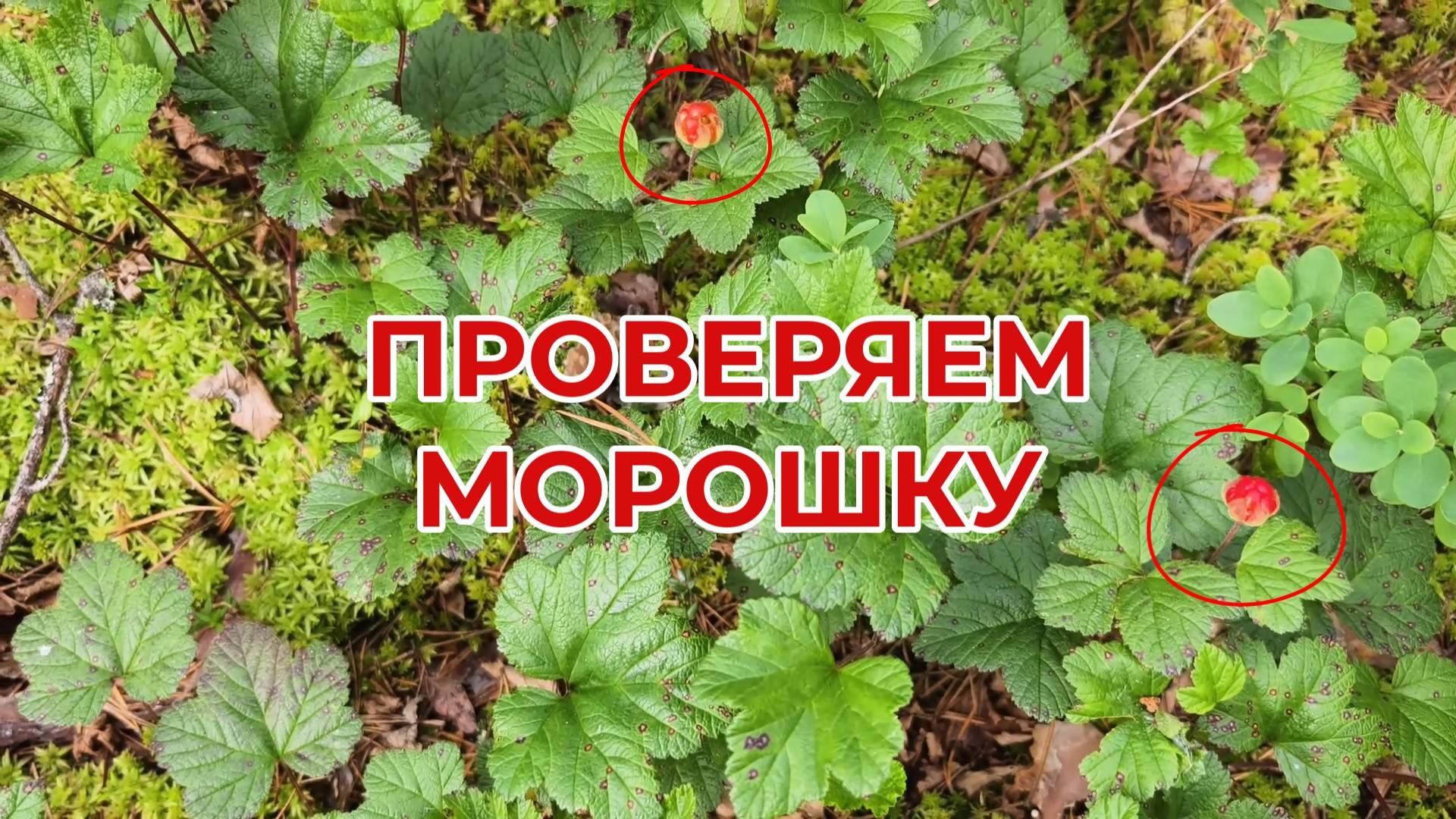 На Вездеходе на Болото. Проверяем Морошку