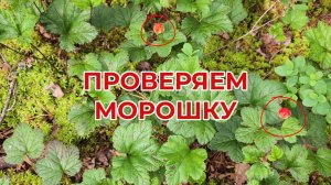 На Вездеходе на Болото. Проверяем Морошку