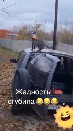 ЖАДНЫЙ КОТ