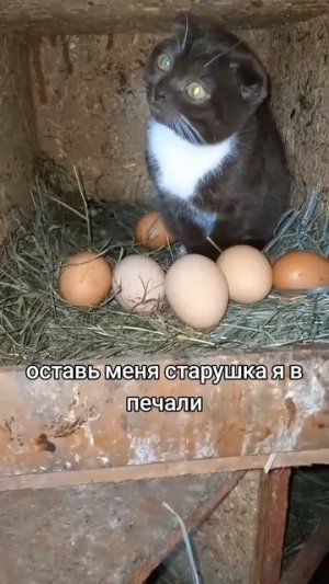 Животные-приколы и не только
