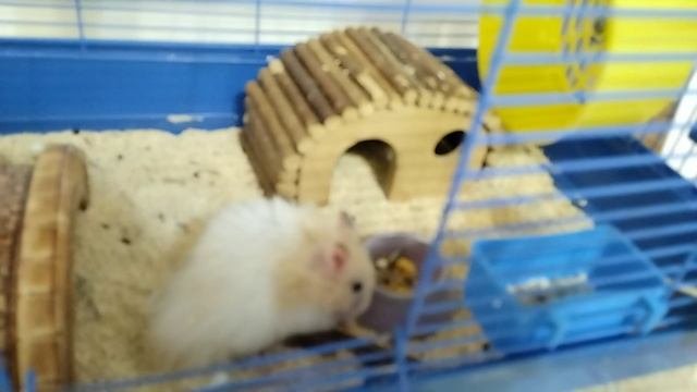 знакомство🐹