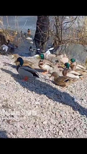 досмотреть до конца. утки #животные #утки #прогулка #дети #природа