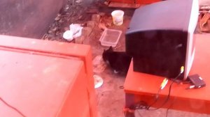 Вовремя зашел! Пугливый пушистик обедает на даче. 🐱🏡😾
