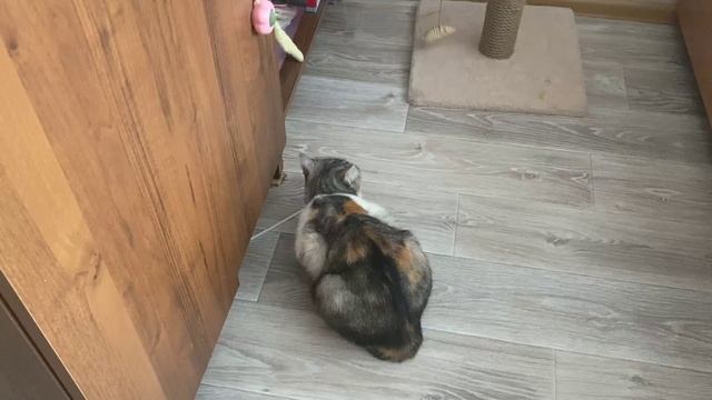 Развлекаем нашу кошку (часть2)