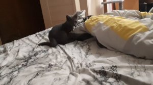 Мне дали витамины для котиков и я очень бодрый)
