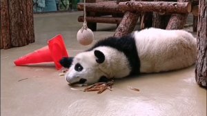 🐼 Панда Катюша ловит кайф от еды лежа на спинке.

Чем бы дитя не баловалось.