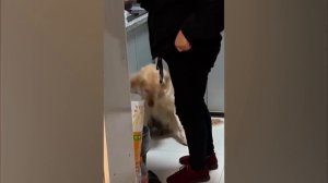 Забавные Животные со 100% Гарантией Заставят Вас Рассмеяться