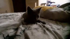 Прыгнул прям на оператора хихик)