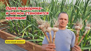 Финальная  подкормка чеснока- делаем его крупным и лёжким!!