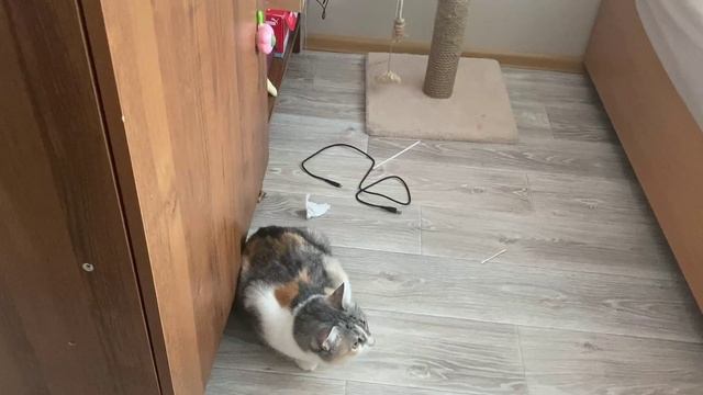 Развлекаем нашу кошку (часть10)