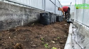 Рассаживаем саженцы в большие пакеты.