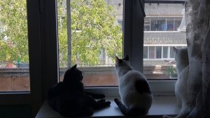 Ждем-с птичек 😀