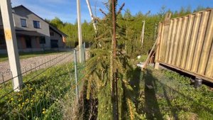 Живая изгородь из ели Инверса (Picea abies Inversa), а так же Голд Дрифт, Блюз, Брунс и других