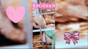 Кролики 🐰❤️