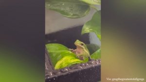 Забавное Животное, Которое Обязательно Скрасит Ваш День