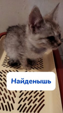 Жалко котиков?