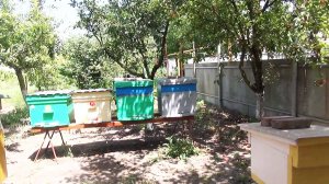 Пчеловодство: поймал рой у себя на пасеке — НЕ мой.