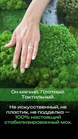 Где использовать стабилизированный мох?