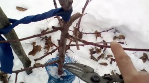 Не допускайте ошибок! Обрезка молодой яблони.