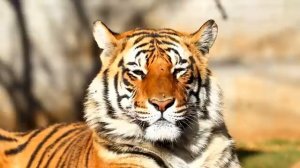Танцующие листья под мелодию осеннего ветра — Часть 4
