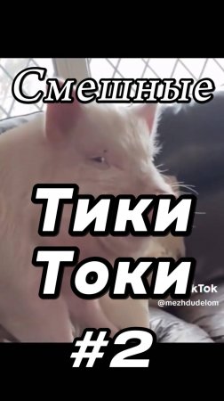 Тики Токи #2