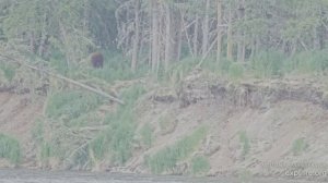 Мишка нарыбачился - поднялся на высокий  берег и прилег отдыхать