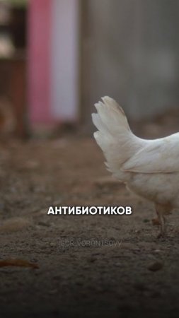 АНТИБИОТИКИ В КУРИЦЕ