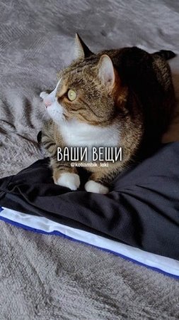 Котик заберёт это себе😹