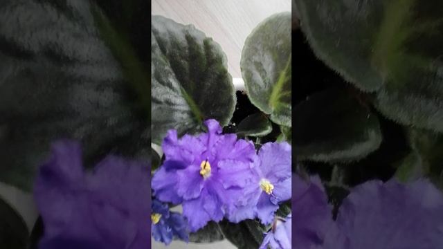 Узумбарская фиалка 🌹