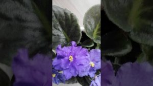 Узумбарская фиалка 🌹
