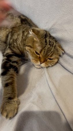 Милая шотландская вислоухая кошечка 🐱