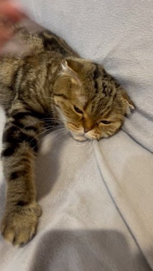 Милая шотландская вислоухая кошечка 🐱