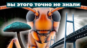 ТОП-5 САМЫХ УДИВИТЕЛЬНЫХ ФАКТОВ О МУРАВЬЯХ