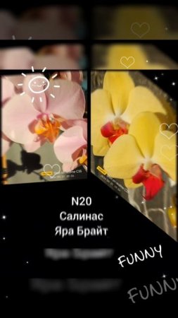 Орхидеи собственной селекции уже на Авито👍.mp4