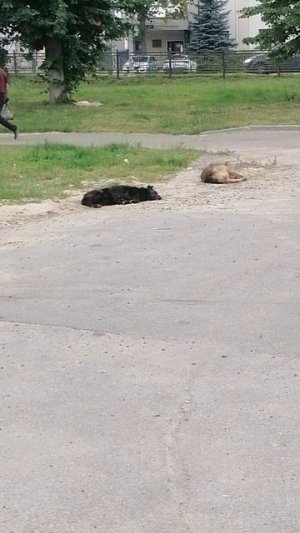 Так выглядит счастье...🤣🤣🤣